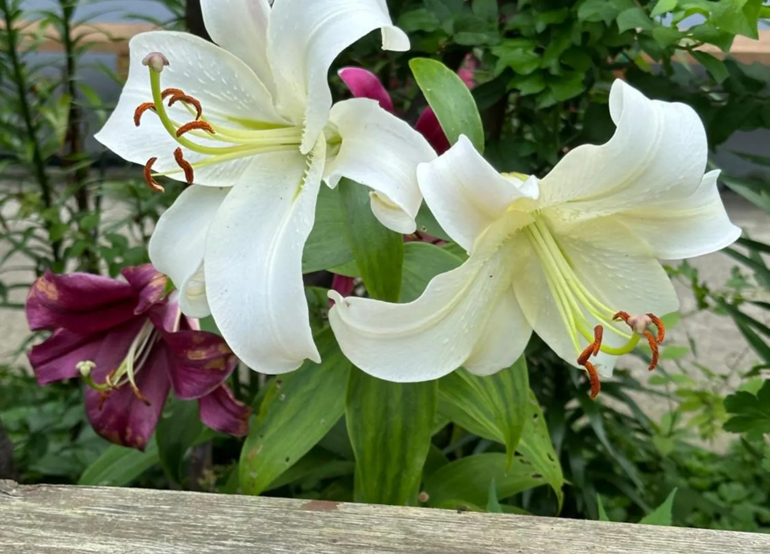 Lower Loft Suite -Space Share Toronto