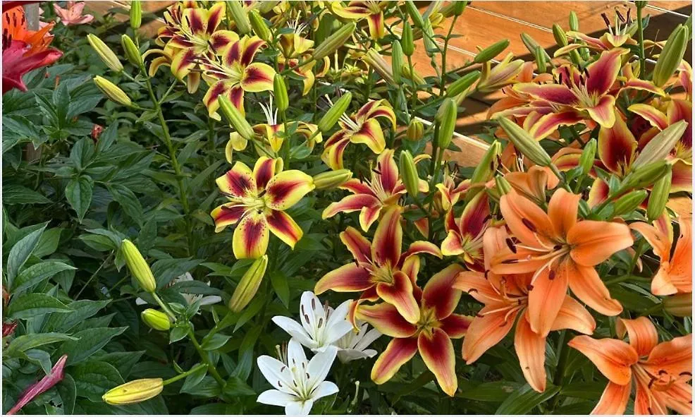 Lower Loft Suite -Space Share Toronto 0*,