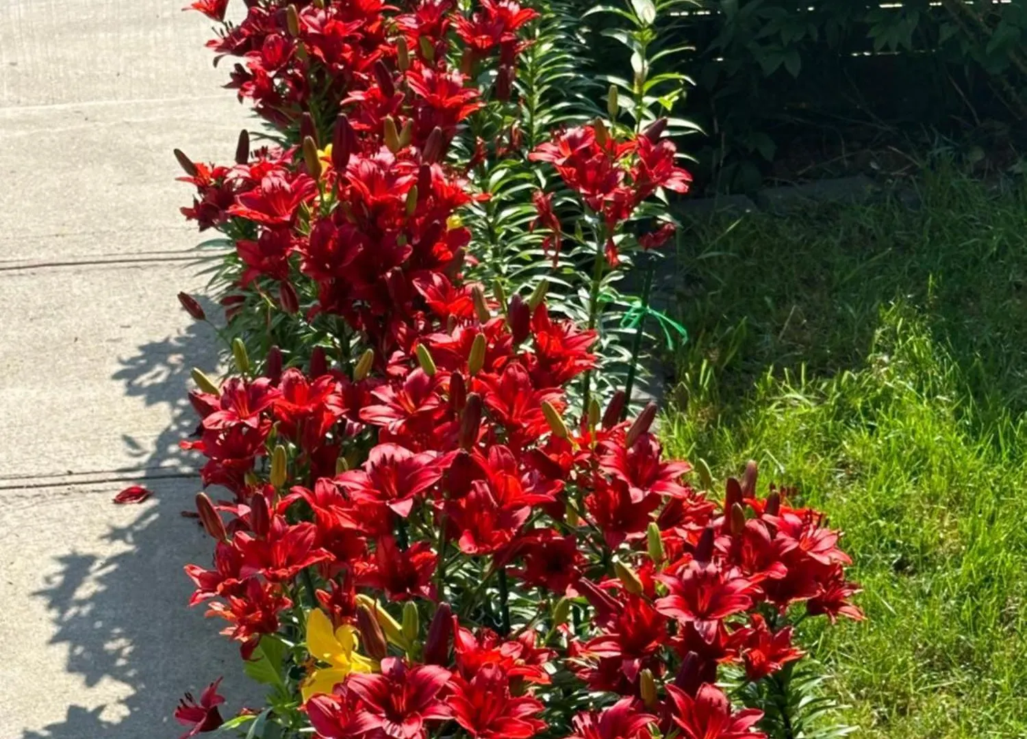 Lower Loft Suite -Space Share Toronto